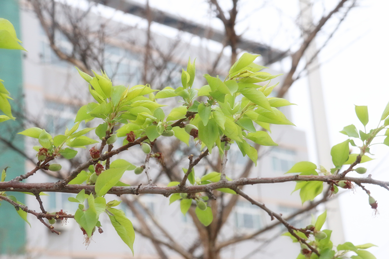 山東盛懷智能裝備有限公司園區(qū)一角